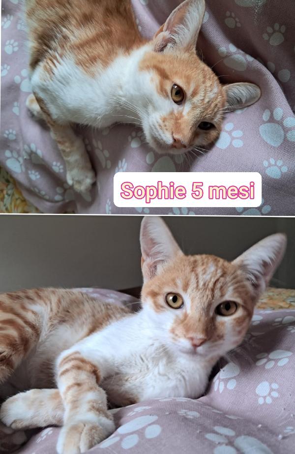 Telefona x salvare un micio Foto 3