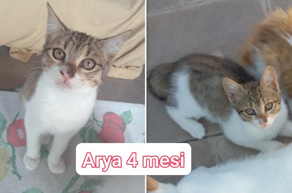 Telefona x salvare un micio Foto 4