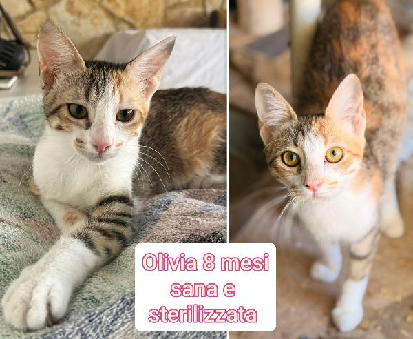 Telefona x salvare un micio Foto 5