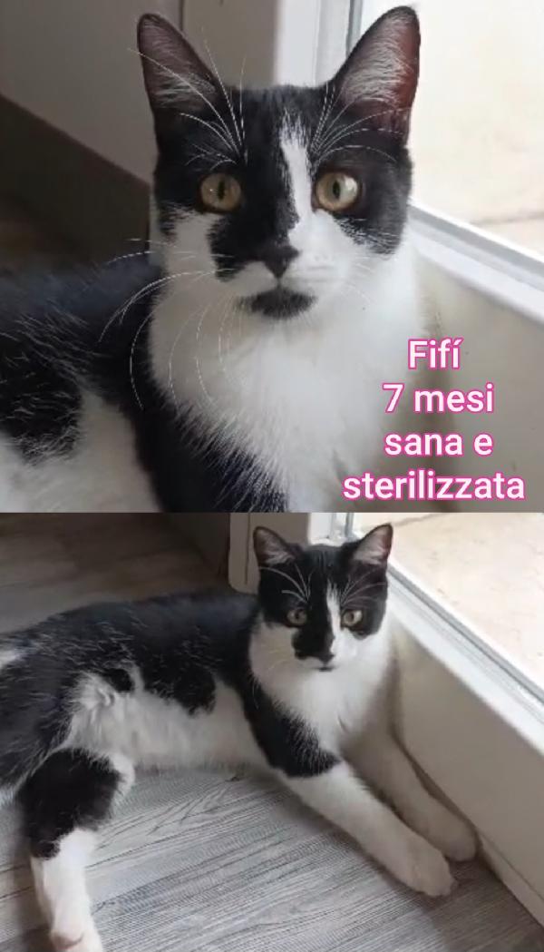 Telefona x salvare un micio Foto 7