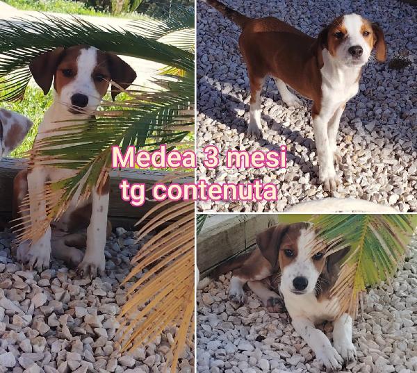 Trovatelli di 3 mesi da adottare  Foto 2