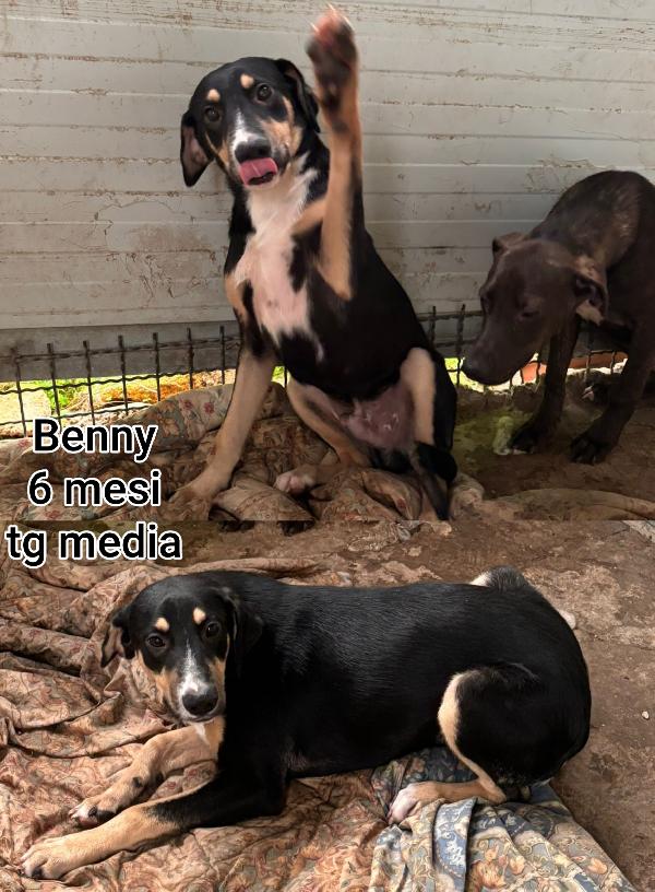 Trovatelli di 3 mesi da adottare  Foto 6