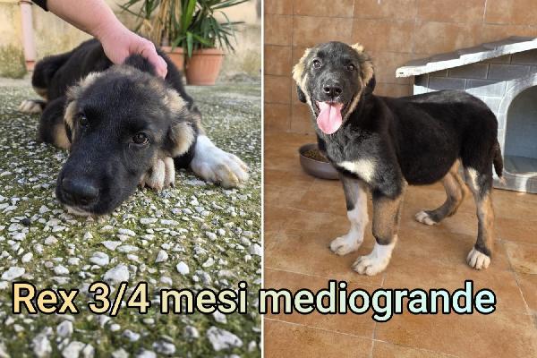 Trovatelli di 3 mesi da adottare  Foto 8