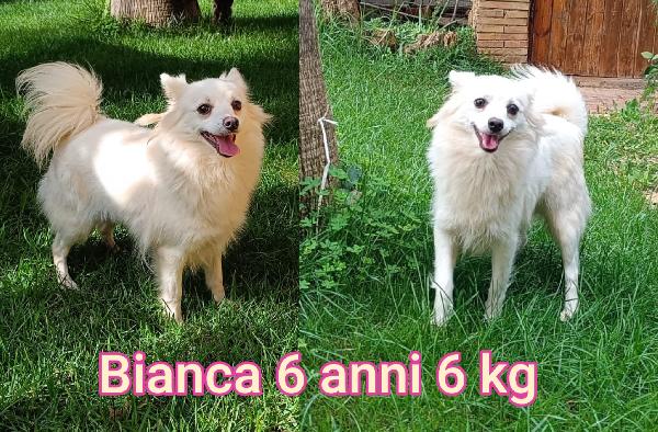 TAGLIE CONTENUTE IN ADOZIONE Foto 2