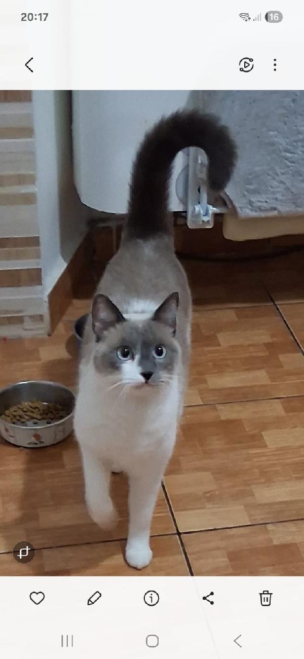 BLUE: MICIA DI 2 ANNI E MEZZO CERCA FAMIGLIA Foto 2