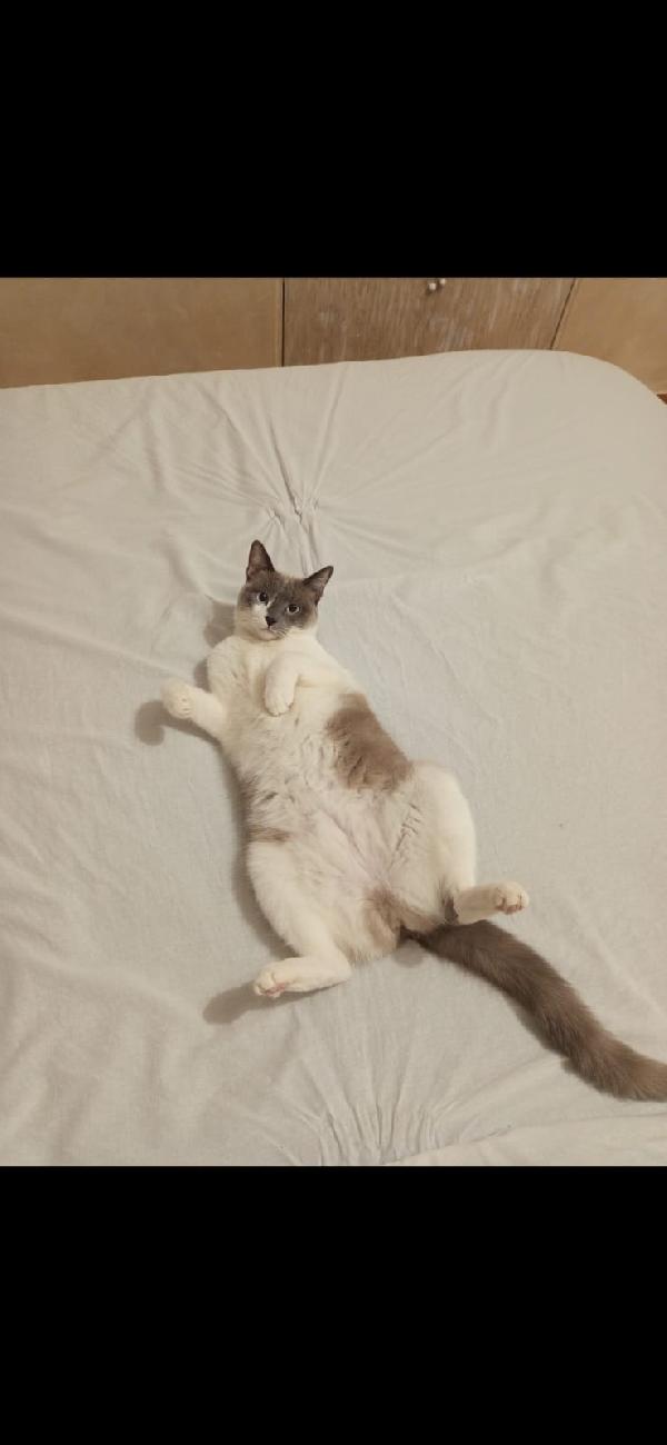 BLUE: MICIA DI 2 ANNI E MEZZO CERCA FAMIGLIA Foto 4