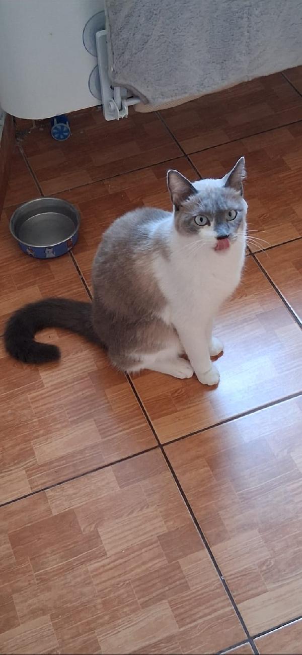 BLUE: MICIA DI 2 ANNI E MEZZO CERCA FAMIGLIA Foto 6