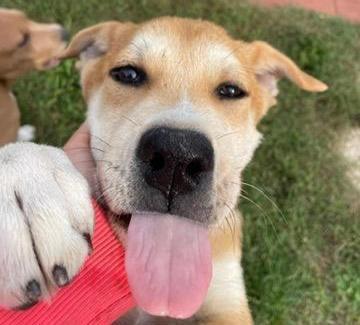 Jack: 4 Mesi Mix Golden-Akita