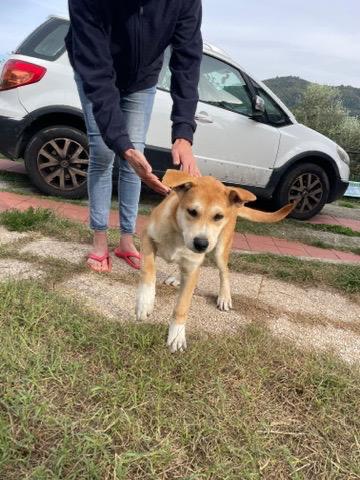 Jack: 4 mesi mix Golden-Akita Foto 2