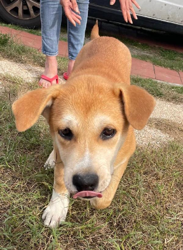 Jack: 4 mesi mix Golden-Akita Foto 4