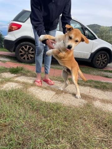 Jack: 4 mesi mix Golden-Akita Foto 3