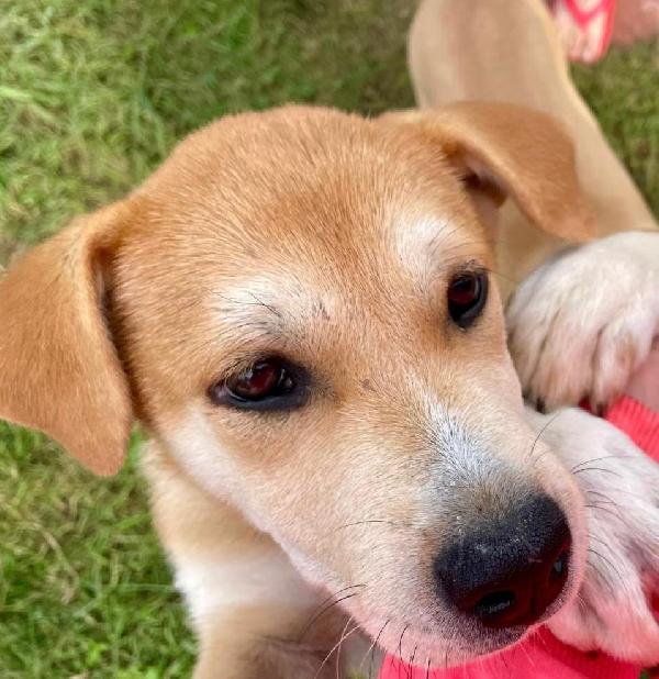 Jack: 4 mesi mix Golden-Akita Foto 5