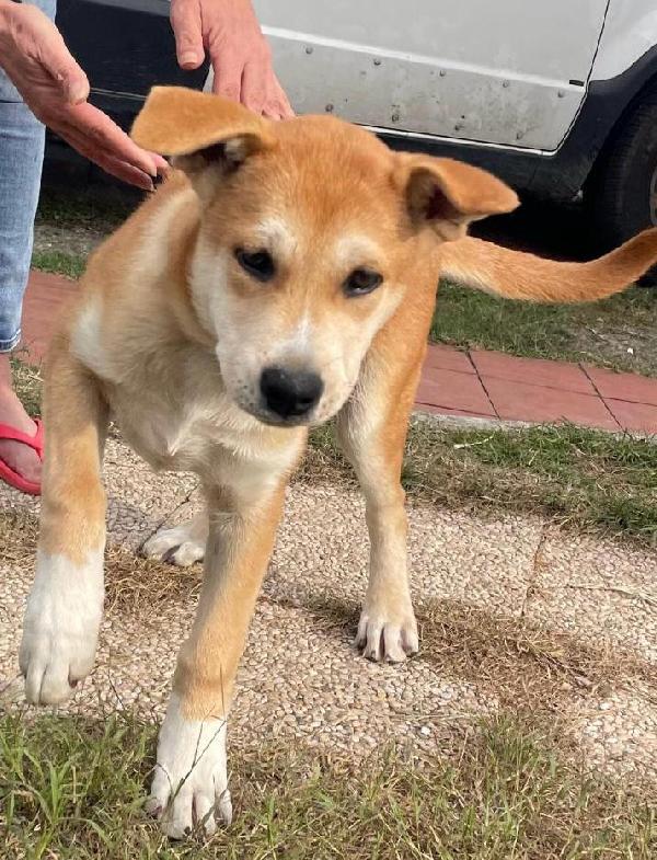 Jack: 4 mesi mix Golden-Akita Foto 6