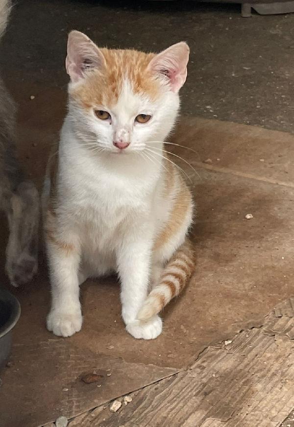 LA PICCOLA KANGA Foto 2