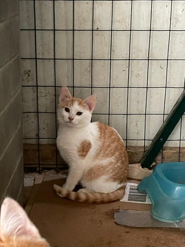 LA PICCOLA KANGA Foto 3