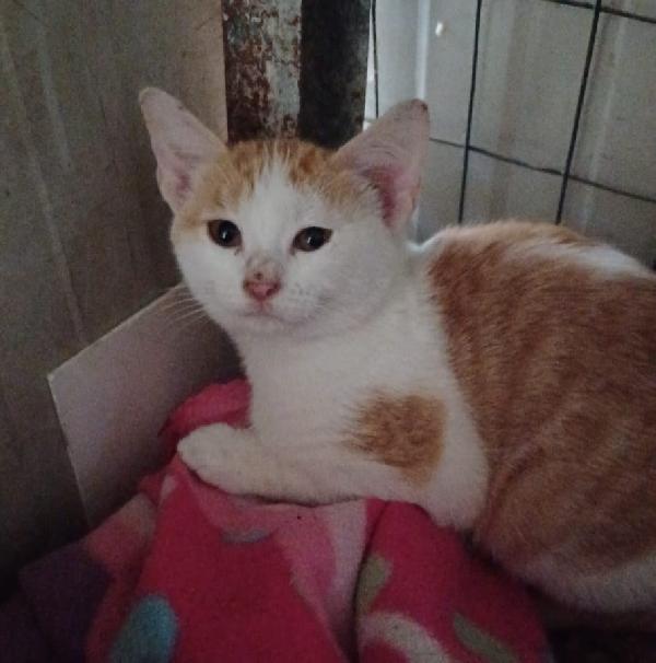 LA PICCOLA KANGA Foto 4