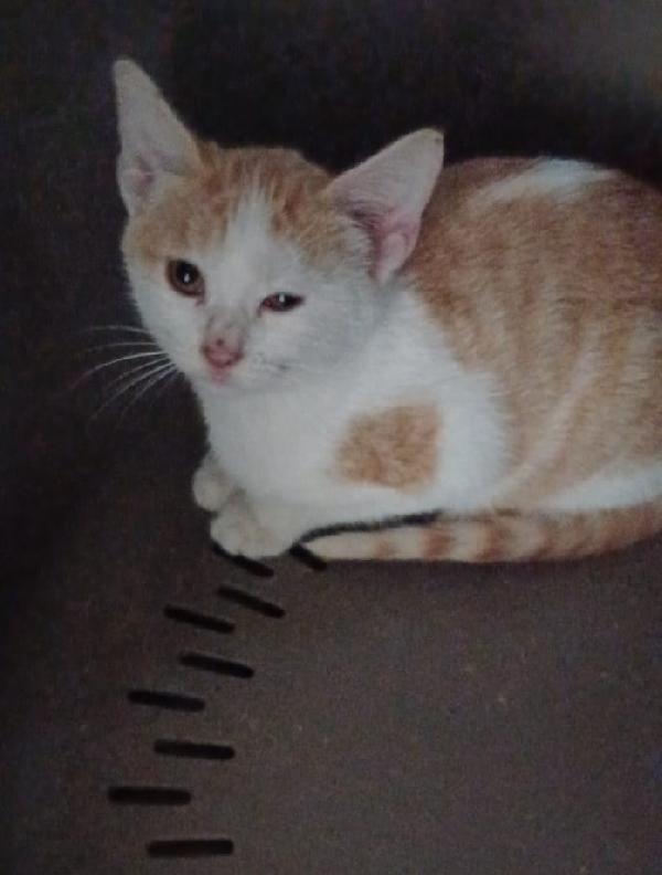 LA PICCOLA KANGA Foto 5