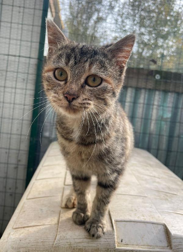 LA SPENDIDA TIGRA Foto 2