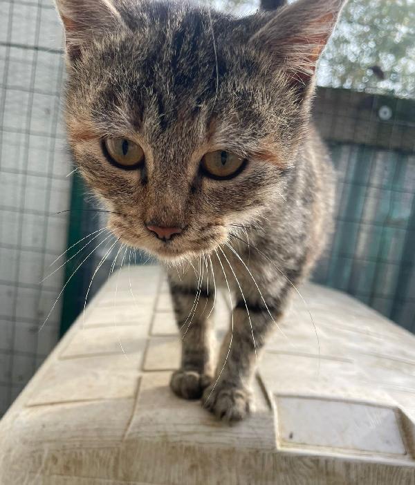 LA SPENDIDA TIGRA Foto 3