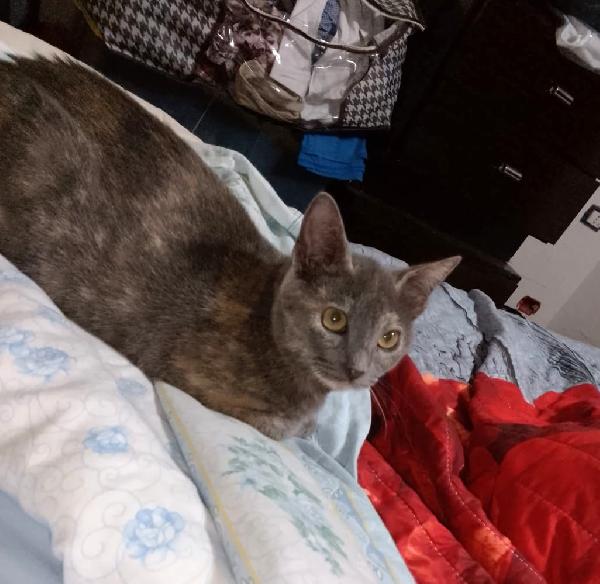 LA TENERA TEMPESTA Foto 3