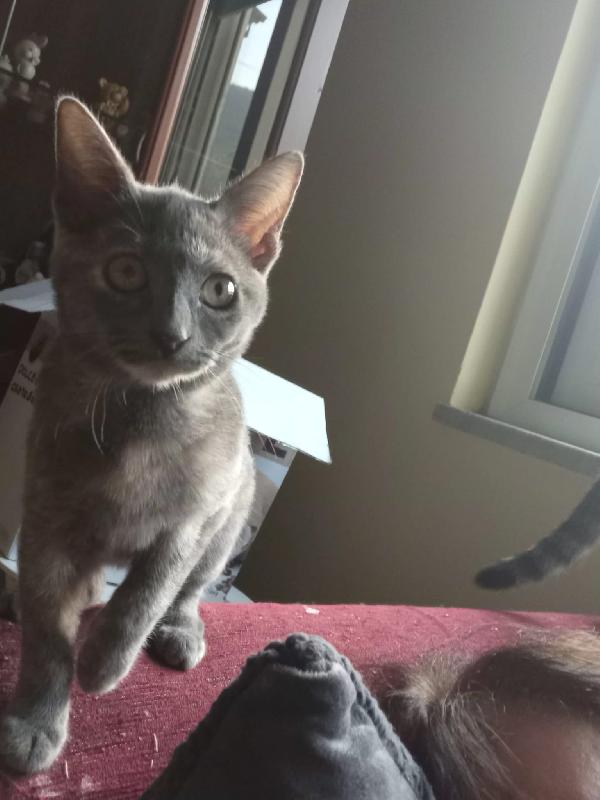 LA TENERA TEMPESTA Foto 4