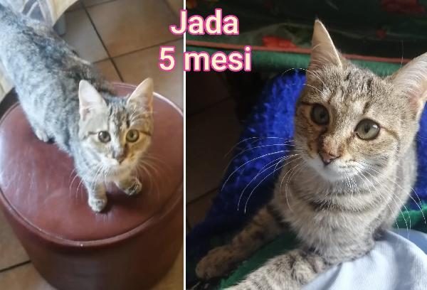 Miciottini bellissimi  Foto 4