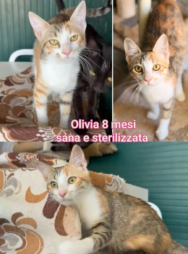 Miciottini bellissimi  Foto 5