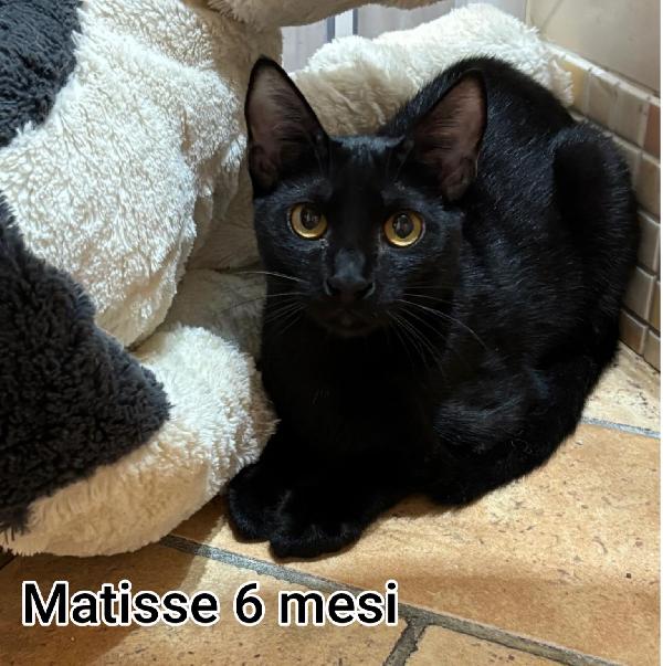 Miciottini bellissimi  Foto 7