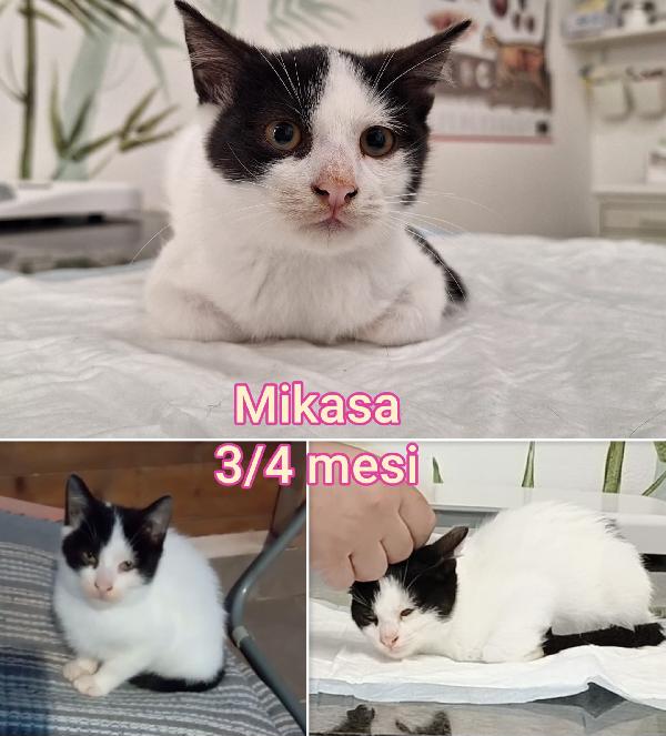 Miciottini bellissimi  Foto 10