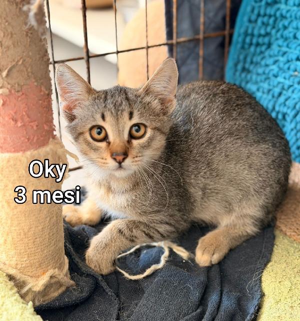 Siamo sommerse dai gattini  Foto 2