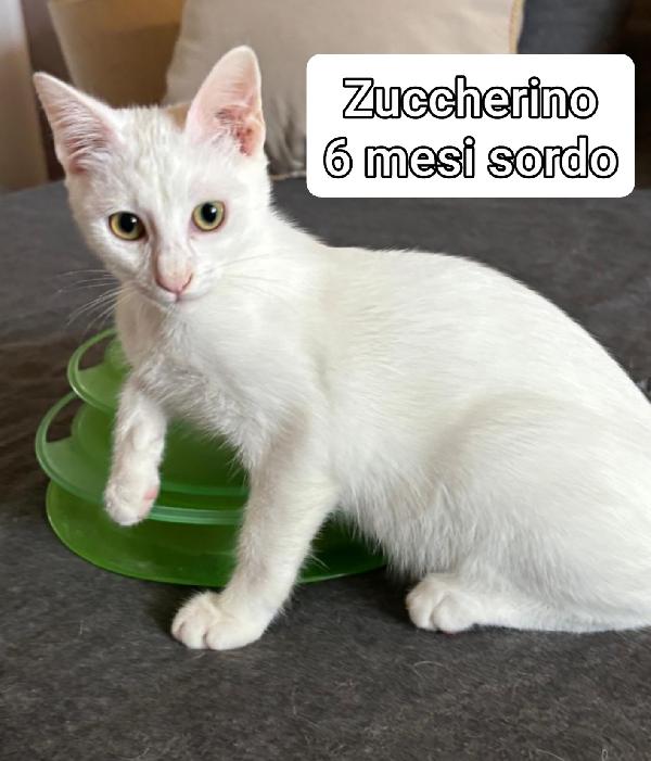 Siamo sommerse dai gattini  Foto 3