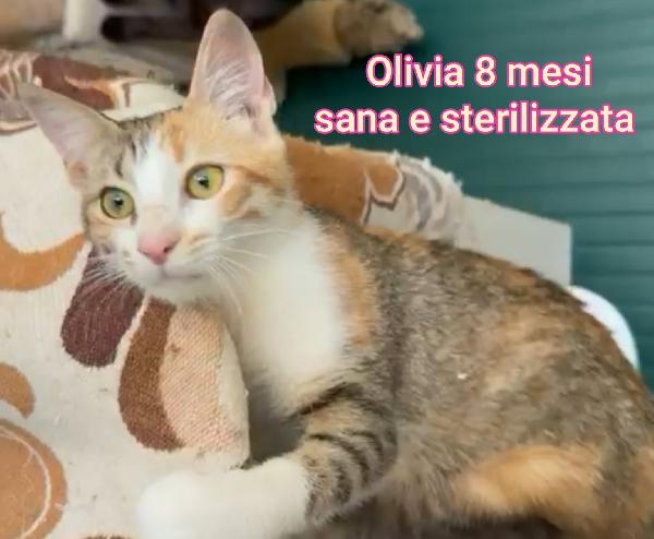 Siamo sommerse dai gattini  Foto 5