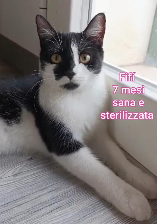 Siamo sommerse dai gattini  Foto 6