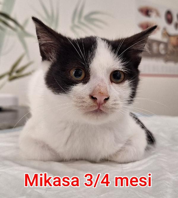 Siamo sommerse dai gattini  Foto 7