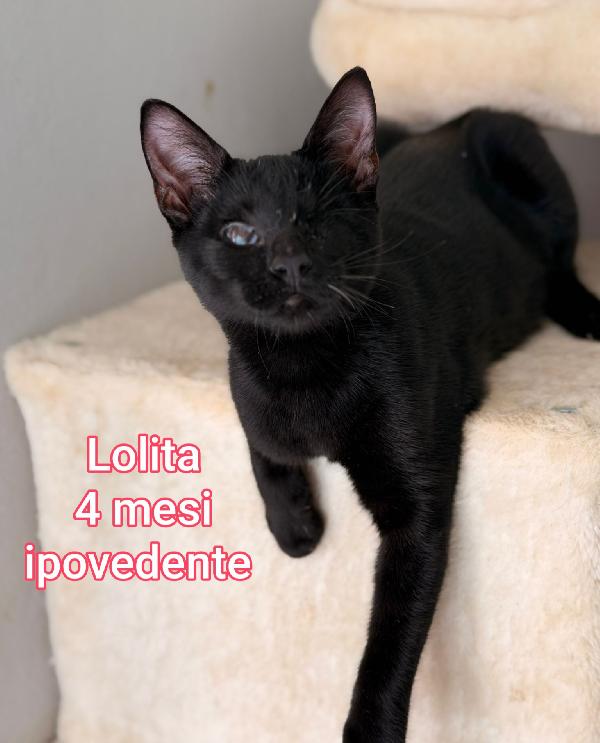 Siamo sommerse dai gattini  Foto 8