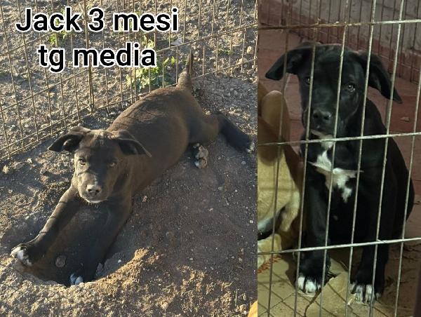 3 mesi: cuccioli abbandonati  Foto 5
