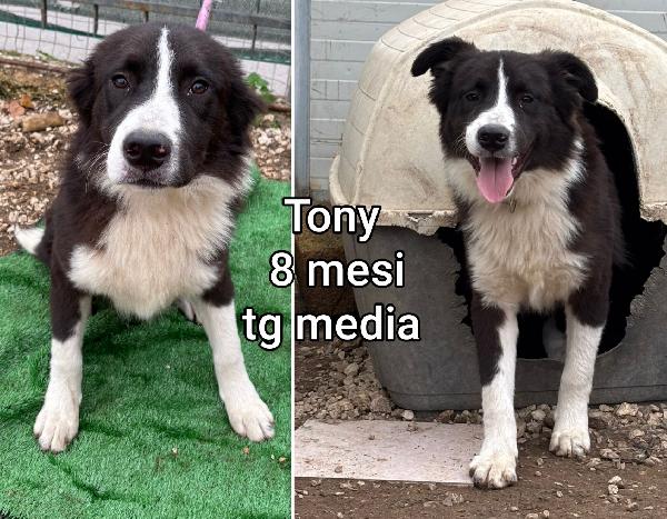 3 mesi: cuccioli abbandonati  Foto 9