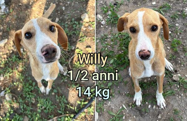 CANI TG.PICCOLA E CONTENUTA  Foto 4