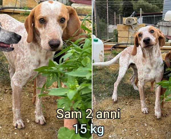 CANI TG.PICCOLA E CONTENUTA  Foto 6