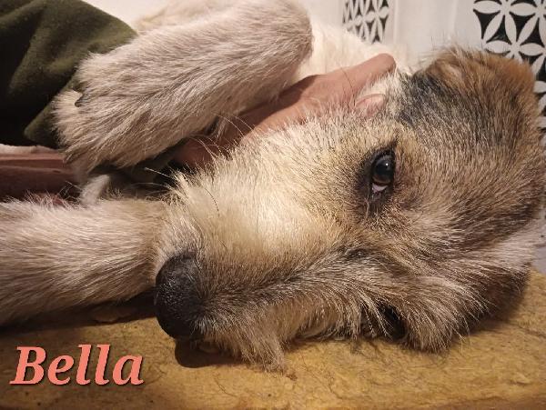 Bella , spinoncina  Foto 3