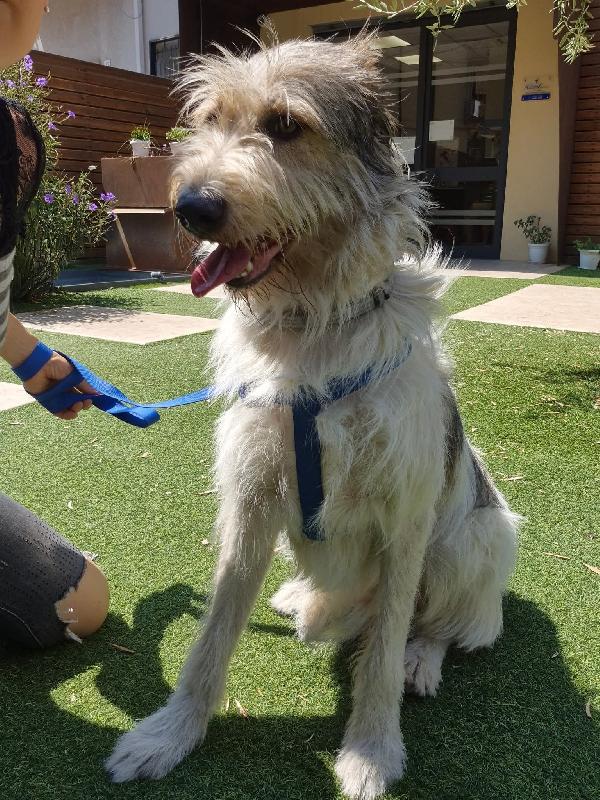 Bella , spinoncina  Foto 4