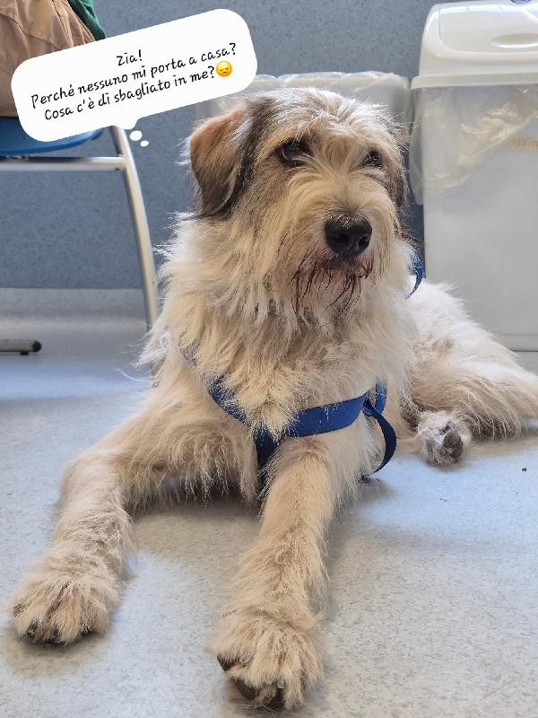 Bella , spinoncina  Foto 5