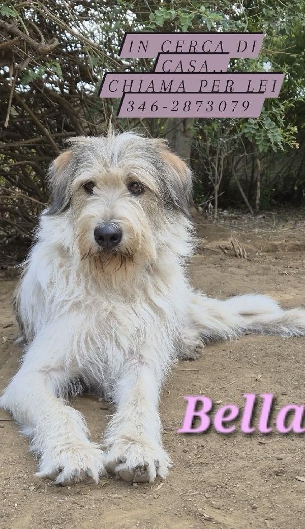 Bella , spinoncina  Foto 6