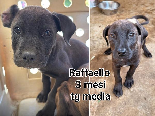 Cuccioli Buttati A Morire 