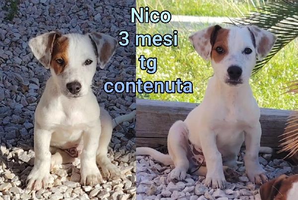 Cuccioli buttati a morire  Foto 4