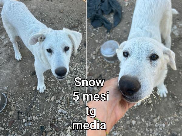 Cuccioli buttati a morire  Foto 9