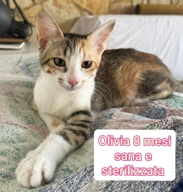 TANTI MICINI SOLI! Foto 6