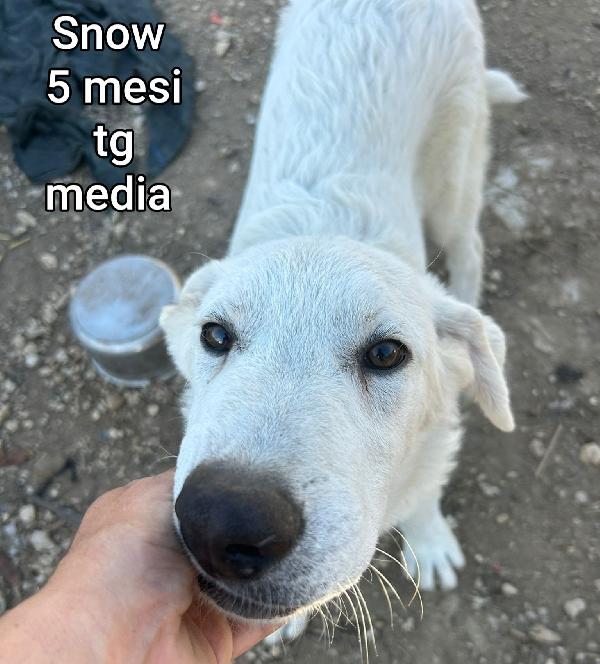 TANTI CUCCIOLI SOLI IN RIFUGIO  Foto 9