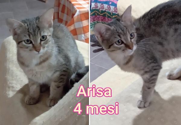 DOLCISSIMI MICETTI Foto 2