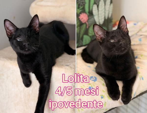 DOLCISSIMI MICETTI Foto 3